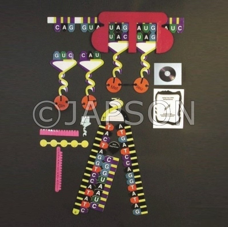 Protein Synthesis Manipulatives Demonstration Set Protein Synthesis Manipulatives Demonstration Set